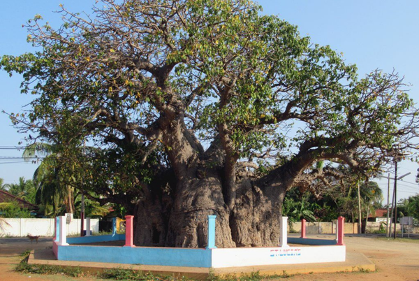 Mannar Baobab Tree & Fort