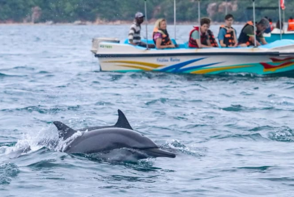 Whale Watching Mirissa