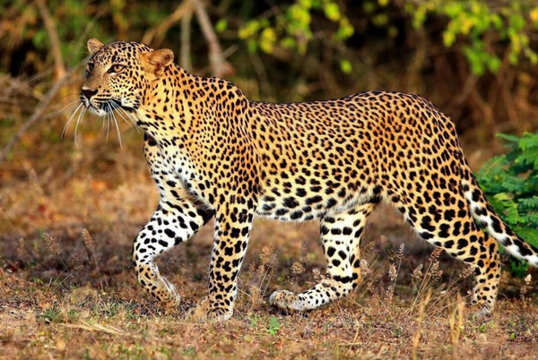 Yala Leopard Safari